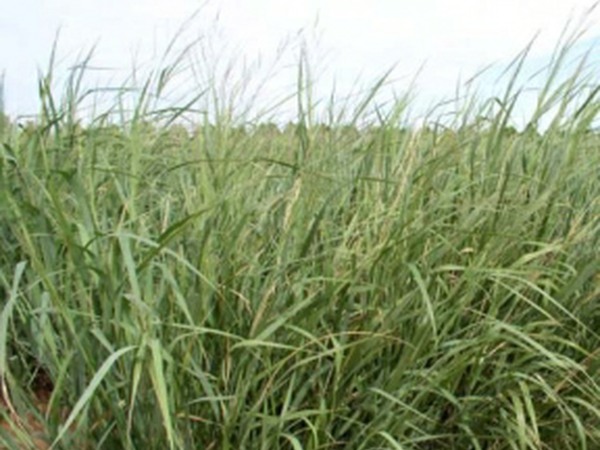 BLACKWELL Switchgrass